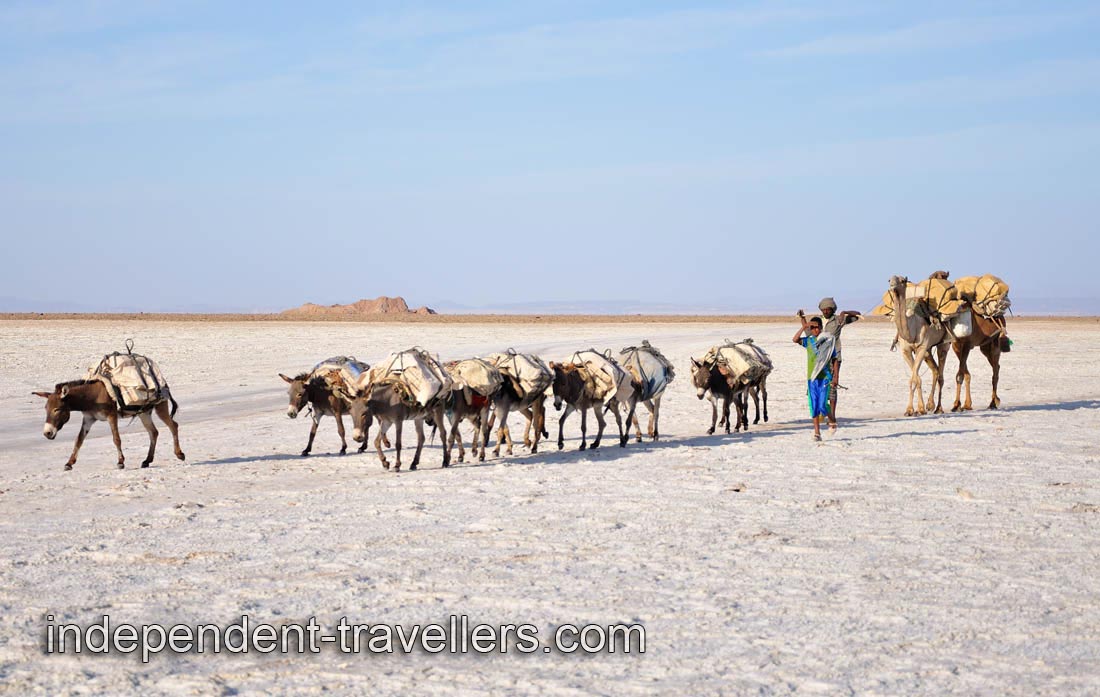 As usually, camel caravans are mixed with few donkeys