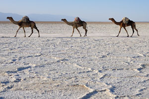 Camel train in the Danakil desert