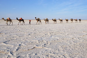 Route of the caravans passes through the Danakil desert