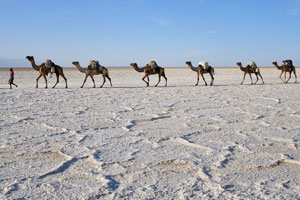 Local man walks in the front of the camel caravan