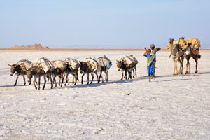 As usually, camel caravans are mixed with few donkeys