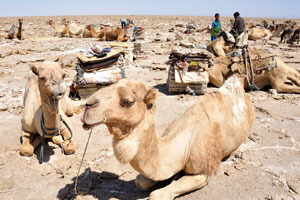 Empty camels, ready to be loaded up with salt blocks