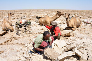Waiting the arrival of camels, crews are working to extract precious tiles of salt from the ground