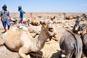 The camels look very docile when walking around, loaded or not