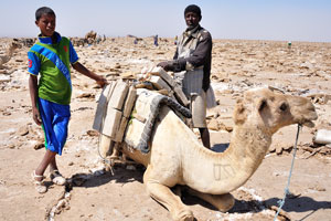 Once on the camels, the salt will be sent to various markets in Ethiopia