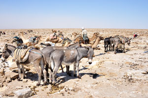 Donkeys are not the first choice in the desert, but when you run out of camels, they are better than nothing