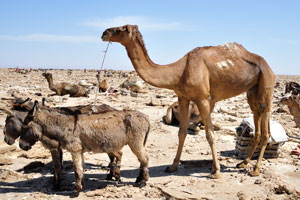 One camel and few donkeys are ready for the salt transportation