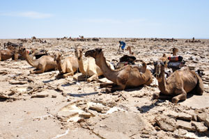 Camels ready to be loaded