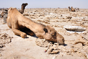 Camel has caught a moment to rest from its hard work