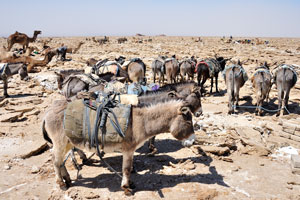 Empty donkeys, ready to be loaded up with salt blocks