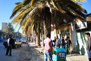 Huge palm trees decorate the street