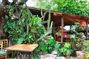 Cacti in Afrikiko Leisure Centre