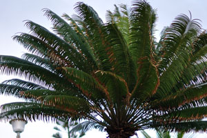 Huge tree of Cycas revoluta known as King Sago Palms grows on the territory of the Axim Beach hotel