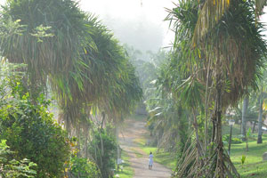 A walkway is decorated with tall Pandanus trees