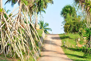 A walkway is decorated with tall trees of pandanus species