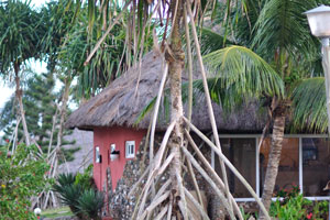 Pandanus grows in the area of the Axim Beach hotel