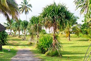A pandanus is an essential part of every exotic jungle garden