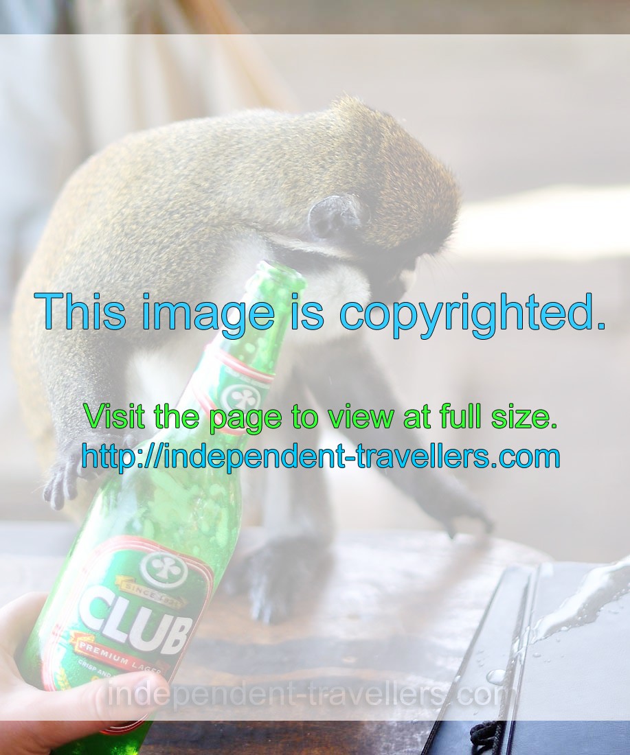This monkey likes to drink a beer