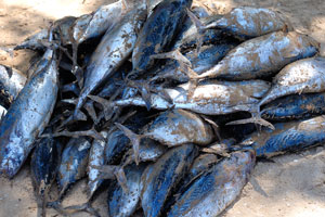 Freshly caught tuna piled on the sand of the beach