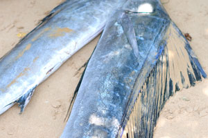 The Atlantic blue marlin “Makaira nigricans” is a species of marlin endemic to the Atlantic Ocean