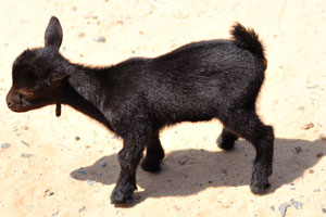 A tiny black goat kid