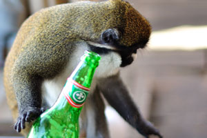 This monkey likes to drink a beer
