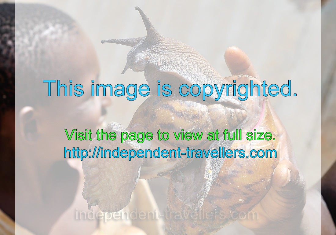 Achatina fulica is famously known as the giant African snail or giant African land snail