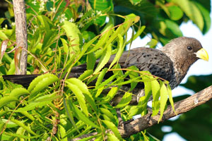 A bird of the Western plantain-eater species is on the territory of Nana Bema hotel