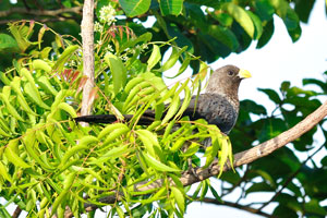 A black African bird with yellow beak is on the territory of Nana Bema hotel