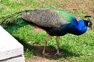 A colourful peacock