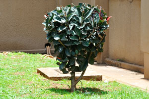 An exotic bush is on the territory of Komfo Anokye Teaching Hospital