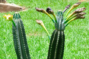 A cactus in bloom is somewhere on the territory of Komfo Anokye Teaching Hospital