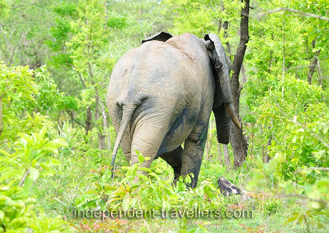 The elephants have generally become used to visitors