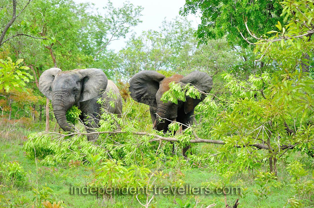 Two elephants are eating the leaves from the trees
