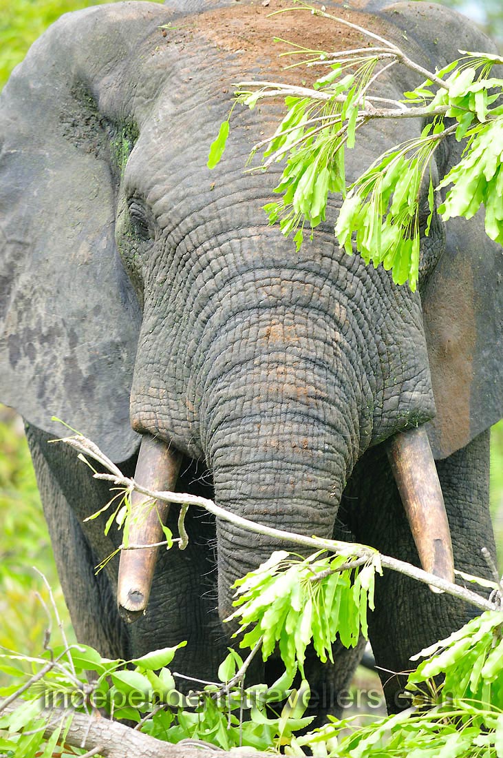 The safari is wonderful and sightings of elephants are common from December to April