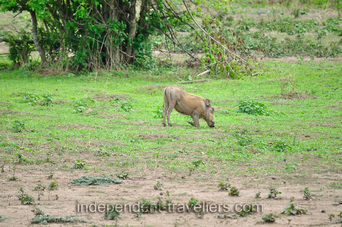 The common warthog is the only pig species that has adapted to grazing and savanna habitats