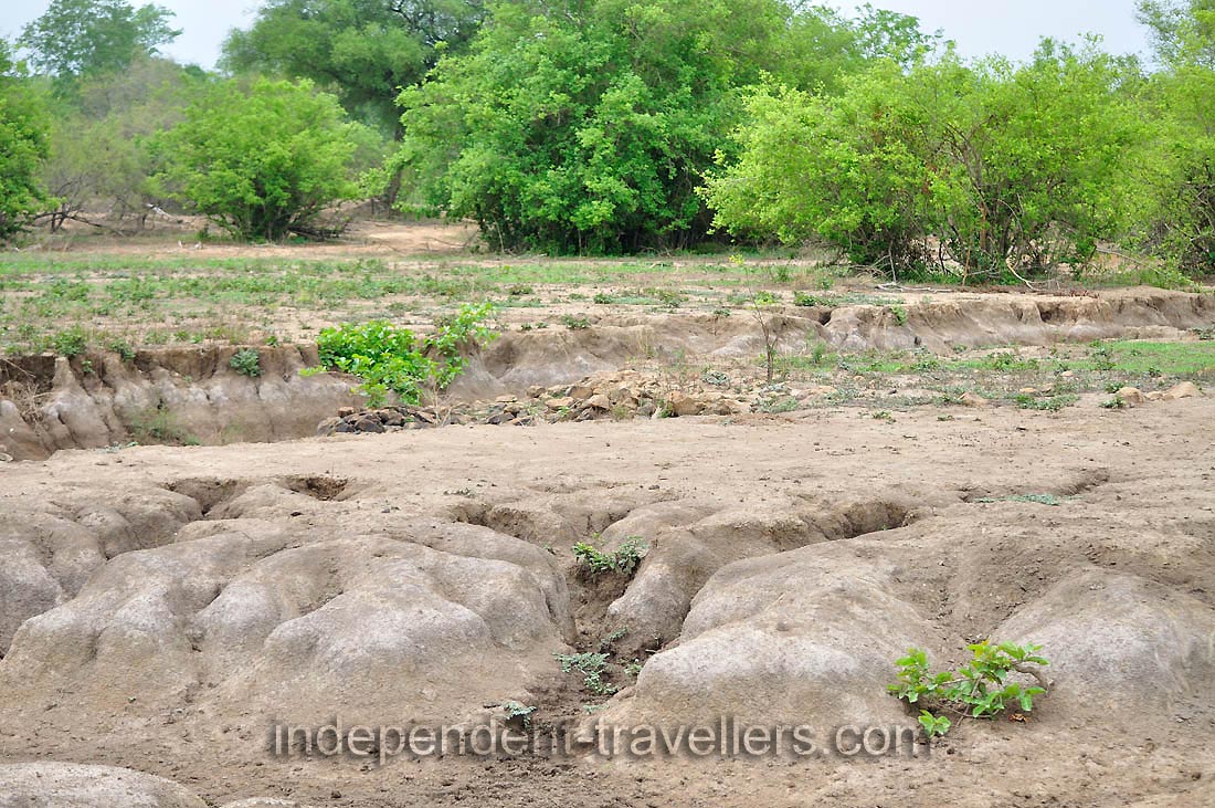 Mole National Park offers the cheapest safari in Africa