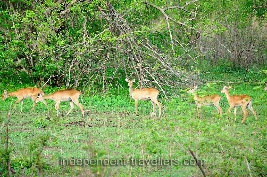 A herd of kob antelope runs through the park