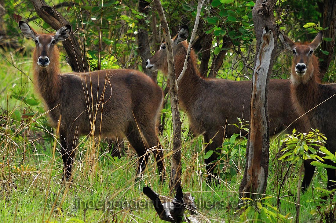 The defassa waterbuck has large, rounded ears and white patches above the eyes, and around the nose, mouth and throat