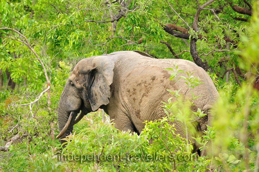 One of the highlights of a visit is the chance to track elephants on foot