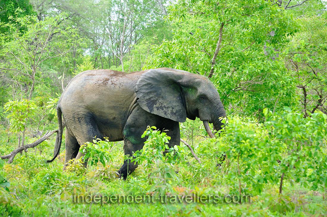 Sometimes elephants can be totally at ease with the tourists and staff