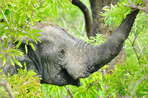 An elephant has raised its trunk