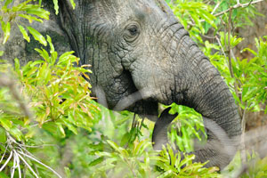 Getting closer to the remarkable elephants on foot is a major thrill that will remain with you forever