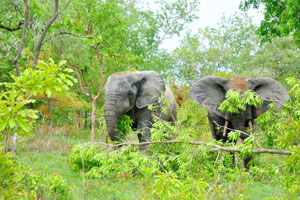 Elephants here are not starving, just imagine there are 734 species of flowering plants in the park