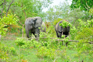Forest elephants can be found here in Ghana but unlike in many East African countries the safari is not too common here