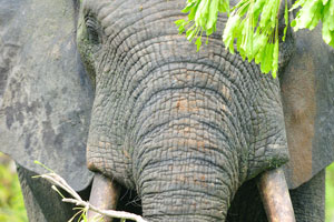 The safari is wonderful and sightings of elephants are common from December to April