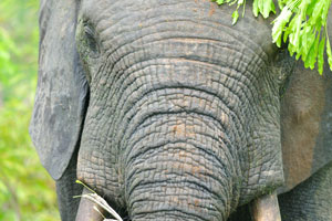 A soil and a grass are on the top surface of elephant's head