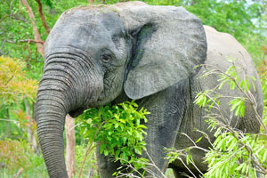 This elephant safari is a must see destination for every tourist