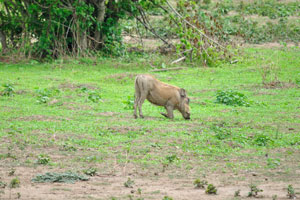 The common warthog is the only pig species that has adapted to grazing and savanna habitats