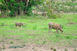 The mature warthog is grazing with the piglet